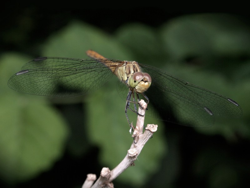 壁纸800x600昆虫剪影 蜻蜓 蜻蜓图片 蜻蜓壁纸 Desktop Wallpaper of dragonfly壁纸 昆虫剪影-蜻蜓壁纸 昆虫剪影-蜻蜓图片 昆虫剪影-蜻蜓素材 动物壁纸 动物图库 动物图片素材桌面壁纸