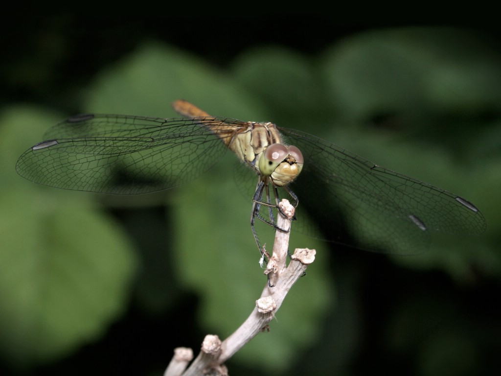 壁纸1024x768昆虫剪影 蜻蜓 蜻蜓图片 蜻蜓壁纸 Desktop Wallpaper of dragonfly壁纸 昆虫剪影-蜻蜓壁纸 昆虫剪影-蜻蜓图片 昆虫剪影-蜻蜓素材 动物壁纸 动物图库 动物图片素材桌面壁纸