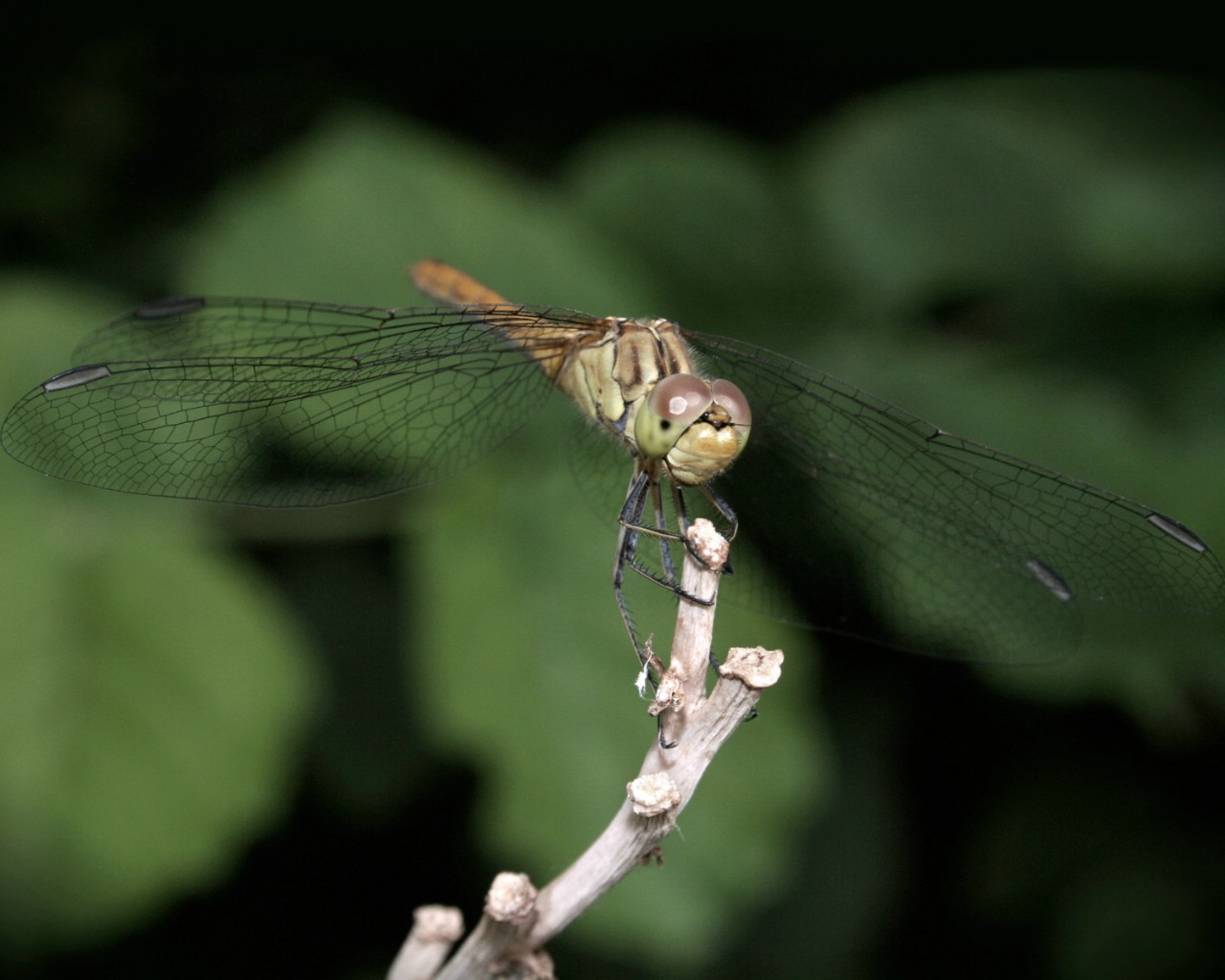 壁纸1280x1024昆虫剪影 蜻蜓 蜻蜓图片 蜻蜓壁纸 Desktop Wallpaper of dragonfly壁纸 昆虫剪影-蜻蜓壁纸 昆虫剪影-蜻蜓图片 昆虫剪影-蜻蜓素材 动物壁纸 动物图库 动物图片素材桌面壁纸