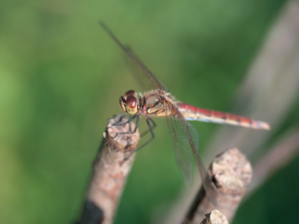 壁纸1024x768昆虫剪影 蜻蜓 蜻蜓图片 蜻蜓壁纸 Desktop Wallpaper of dragonfly壁纸 昆虫剪影-蜻蜓壁纸 昆虫剪影-蜻蜓图片 昆虫剪影-蜻蜓素材 动物壁纸 动物图库 动物图片素材桌面壁纸