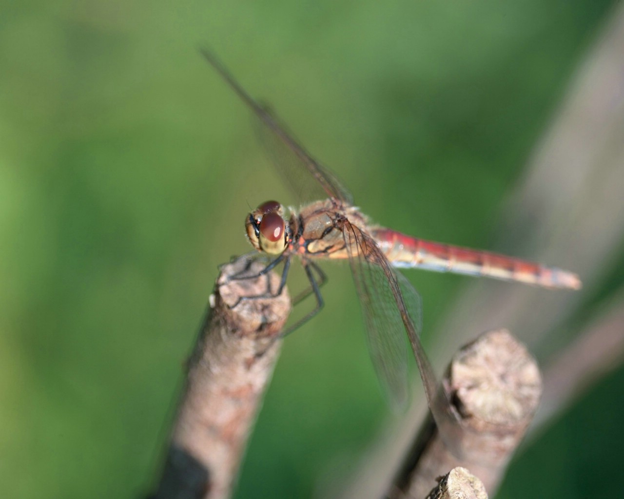 壁纸1280x1024昆虫剪影 蜻蜓 蜻蜓图片 蜻蜓壁纸 Desktop Wallpaper of dragonfly壁纸 昆虫剪影-蜻蜓壁纸 昆虫剪影-蜻蜓图片 昆虫剪影-蜻蜓素材 动物壁纸 动物图库 动物图片素材桌面壁纸