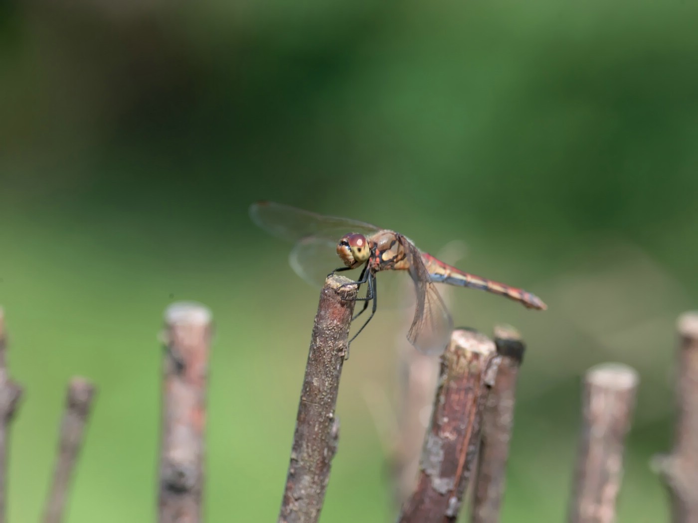 壁纸1400x1050昆虫剪影 蜻蜓 蜻蜓图片 蜻蜓壁纸 Desktop Wallpaper of dragonfly壁纸 昆虫剪影-蜻蜓壁纸 昆虫剪影-蜻蜓图片 昆虫剪影-蜻蜓素材 动物壁纸 动物图库 动物图片素材桌面壁纸