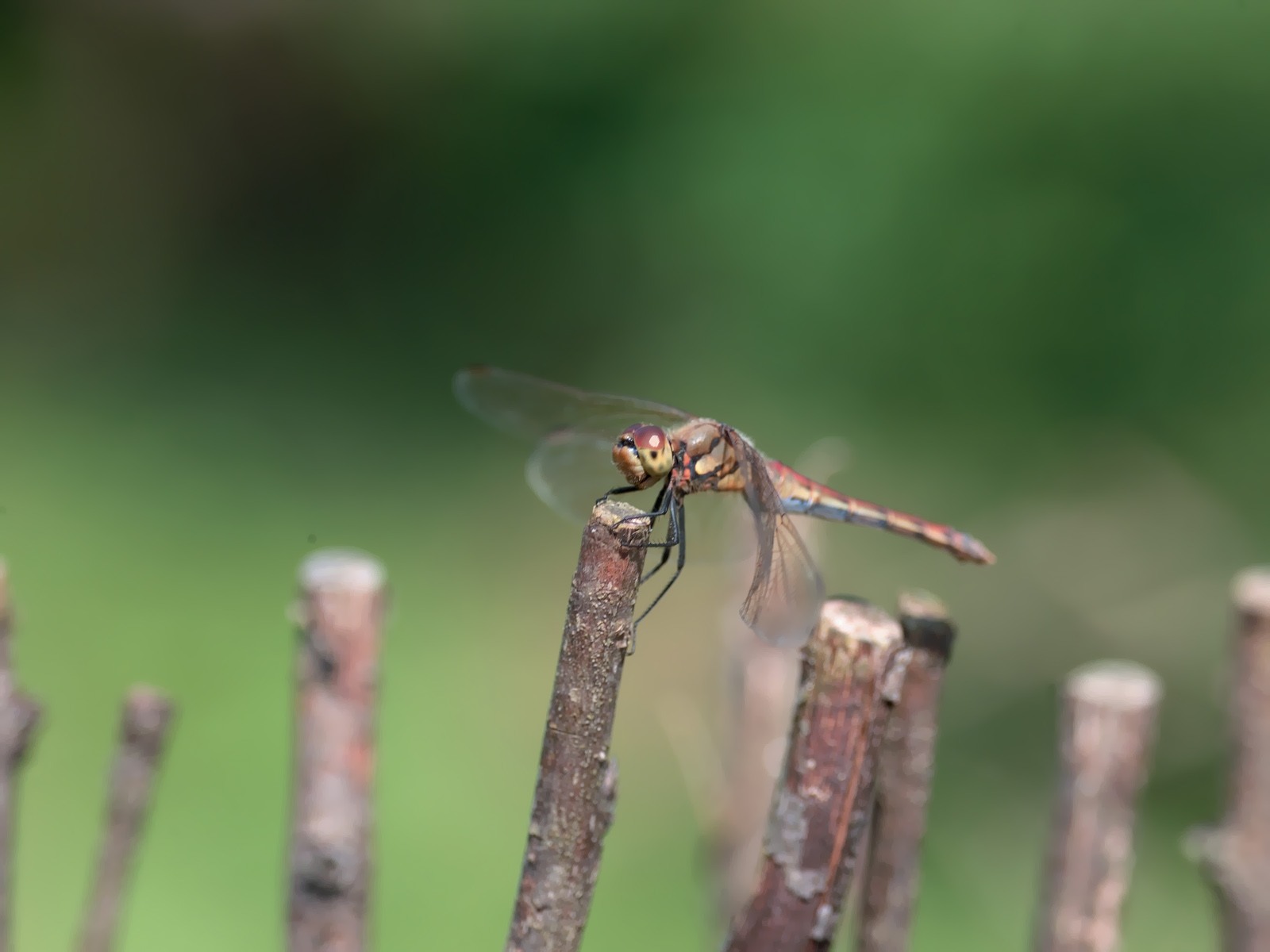 壁纸1600x1200昆虫剪影 蜻蜓 蜻蜓图片 蜻蜓壁纸 Desktop Wallpaper of dragonfly壁纸 昆虫剪影-蜻蜓壁纸 昆虫剪影-蜻蜓图片 昆虫剪影-蜻蜓素材 动物壁纸 动物图库 动物图片素材桌面壁纸