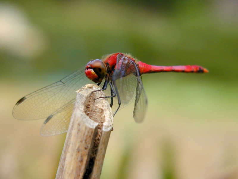 壁纸800x600昆虫剪影 蜻蜓 蜻蜓图片 蜻蜓壁纸 Desktop Wallpaper of dragonfly壁纸 昆虫剪影-蜻蜓壁纸 昆虫剪影-蜻蜓图片 昆虫剪影-蜻蜓素材 动物壁纸 动物图库 动物图片素材桌面壁纸