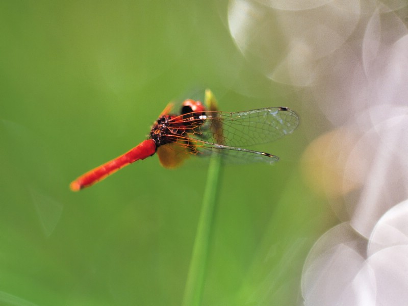 壁纸800x600昆虫剪影 蜻蜓 蜻蜓图片 蜻蜓壁纸 Desktop Wallpaper of dragonfly壁纸 昆虫剪影-蜻蜓壁纸 昆虫剪影-蜻蜓图片 昆虫剪影-蜻蜓素材 动物壁纸 动物图库 动物图片素材桌面壁纸