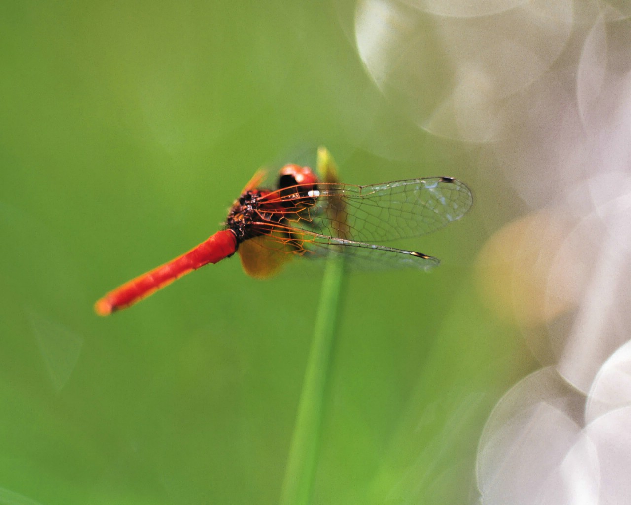 壁纸1280x1024昆虫剪影 蜻蜓 蜻蜓图片 蜻蜓壁纸 Desktop Wallpaper of dragonfly壁纸 昆虫剪影-蜻蜓壁纸 昆虫剪影-蜻蜓图片 昆虫剪影-蜻蜓素材 动物壁纸 动物图库 动物图片素材桌面壁纸