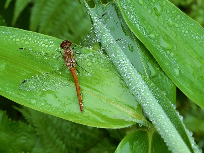 壁纸800x600昆虫剪影 蜻蜓 蜻蜓图片 蜻蜓壁纸 Desktop Wallpaper of dragonfly壁纸 昆虫剪影-蜻蜓壁纸 昆虫剪影-蜻蜓图片 昆虫剪影-蜻蜓素材 动物壁纸 动物图库 动物图片素材桌面壁纸