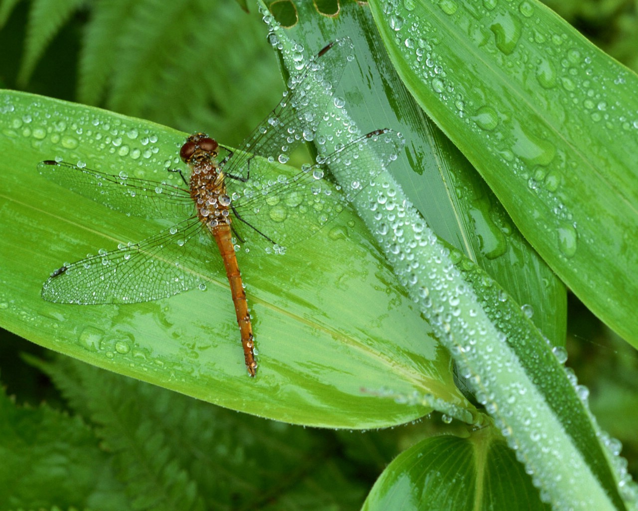 壁纸1280x1024昆虫剪影 蜻蜓 蜻蜓图片 蜻蜓壁纸 Desktop Wallpaper of dragonfly壁纸 昆虫剪影-蜻蜓壁纸 昆虫剪影-蜻蜓图片 昆虫剪影-蜻蜓素材 动物壁纸 动物图库 动物图片素材桌面壁纸