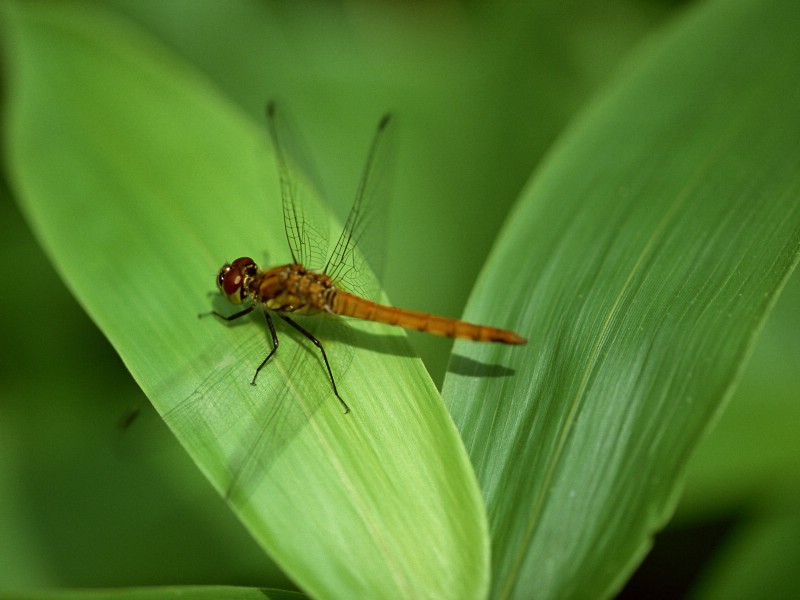 壁纸800x600昆虫剪影 蜻蜓 蜻蜓图片 蜻蜓壁纸 Desktop Wallpaper of dragonfly壁纸 昆虫剪影-蜻蜓壁纸 昆虫剪影-蜻蜓图片 昆虫剪影-蜻蜓素材 动物壁纸 动物图库 动物图片素材桌面壁纸