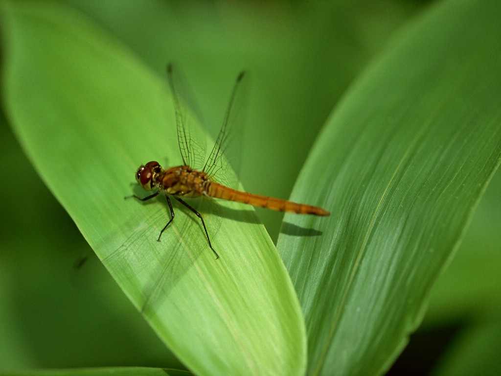 壁纸1024x768昆虫剪影 蜻蜓 蜻蜓图片 蜻蜓壁纸 Desktop Wallpaper of dragonfly壁纸 昆虫剪影-蜻蜓壁纸 昆虫剪影-蜻蜓图片 昆虫剪影-蜻蜓素材 动物壁纸 动物图库 动物图片素材桌面壁纸