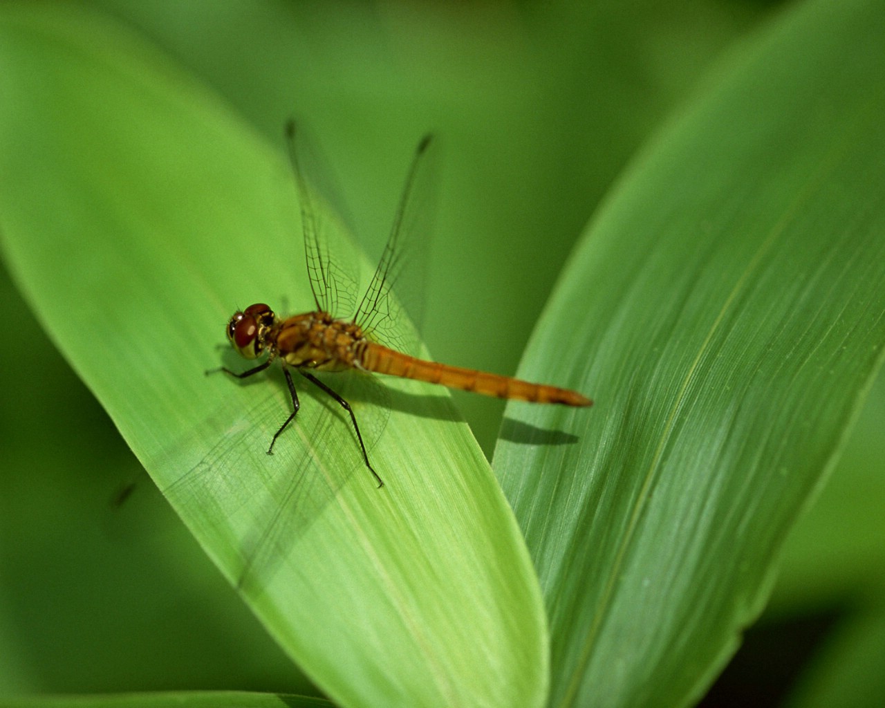 壁纸1280x1024昆虫剪影 蜻蜓 蜻蜓图片 蜻蜓壁纸 Desktop Wallpaper of dragonfly壁纸 昆虫剪影-蜻蜓壁纸 昆虫剪影-蜻蜓图片 昆虫剪影-蜻蜓素材 动物壁纸 动物图库 动物图片素材桌面壁纸