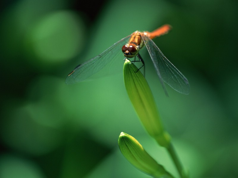 壁纸800x600昆虫剪影 蜻蜓 蜻蜓图片 蜻蜓壁纸 Desktop Wallpaper of dragonfly壁纸 昆虫剪影-蜻蜓壁纸 昆虫剪影-蜻蜓图片 昆虫剪影-蜻蜓素材 动物壁纸 动物图库 动物图片素材桌面壁纸