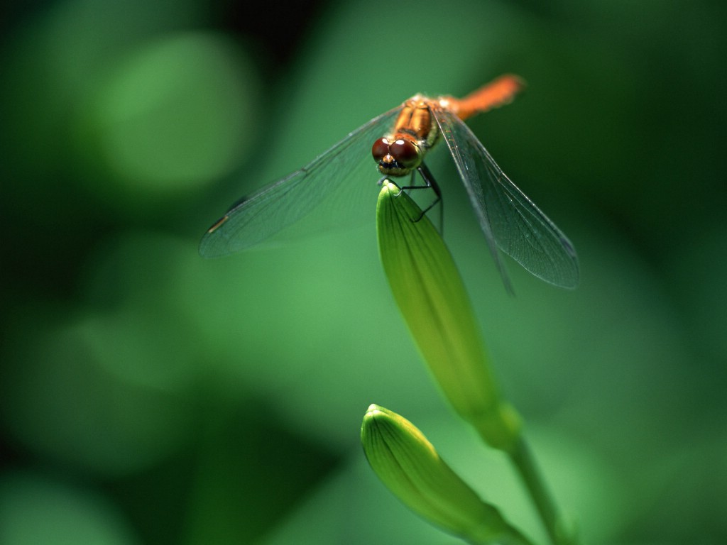 壁纸1024x768昆虫剪影 蜻蜓 蜻蜓图片 蜻蜓壁纸 Desktop Wallpaper of dragonfly壁纸 昆虫剪影-蜻蜓壁纸 昆虫剪影-蜻蜓图片 昆虫剪影-蜻蜓素材 动物壁纸 动物图库 动物图片素材桌面壁纸