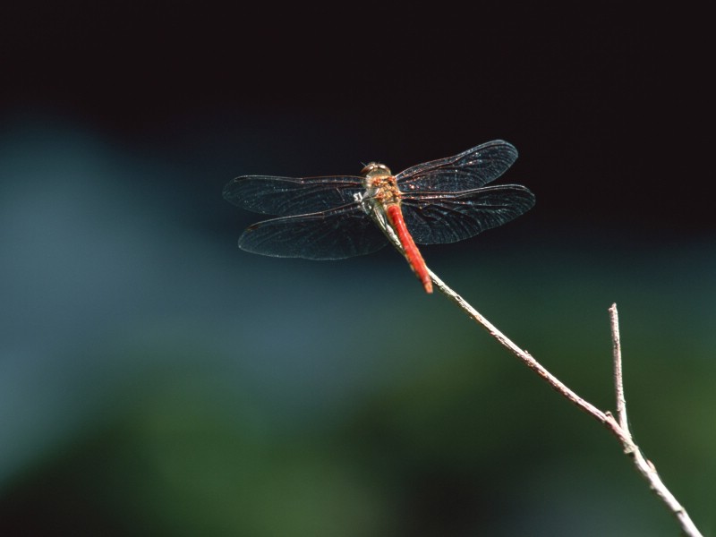 壁纸800x600昆虫剪影 蜻蜓 蜻蜓图片 蜻蜓壁纸 Desktop Wallpaper of dragonfly壁纸 昆虫剪影-蜻蜓壁纸 昆虫剪影-蜻蜓图片 昆虫剪影-蜻蜓素材 动物壁纸 动物图库 动物图片素材桌面壁纸