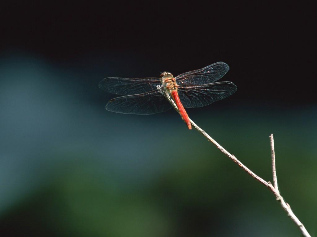 壁纸1024x768昆虫剪影 蜻蜓 蜻蜓图片 蜻蜓壁纸 Desktop Wallpaper of dragonfly壁纸 昆虫剪影-蜻蜓壁纸 昆虫剪影-蜻蜓图片 昆虫剪影-蜻蜓素材 动物壁纸 动物图库 动物图片素材桌面壁纸