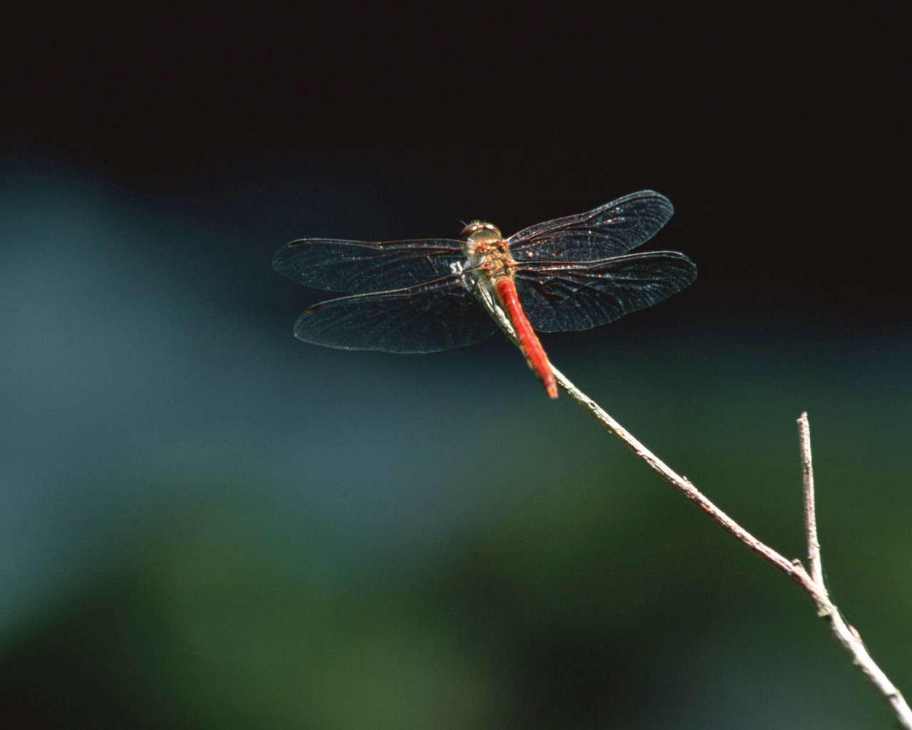 壁纸1280x1024昆虫剪影 蜻蜓 蜻蜓图片 蜻蜓壁纸 Desktop Wallpaper of dragonfly壁纸 昆虫剪影-蜻蜓壁纸 昆虫剪影-蜻蜓图片 昆虫剪影-蜻蜓素材 动物壁纸 动物图库 动物图片素材桌面壁纸