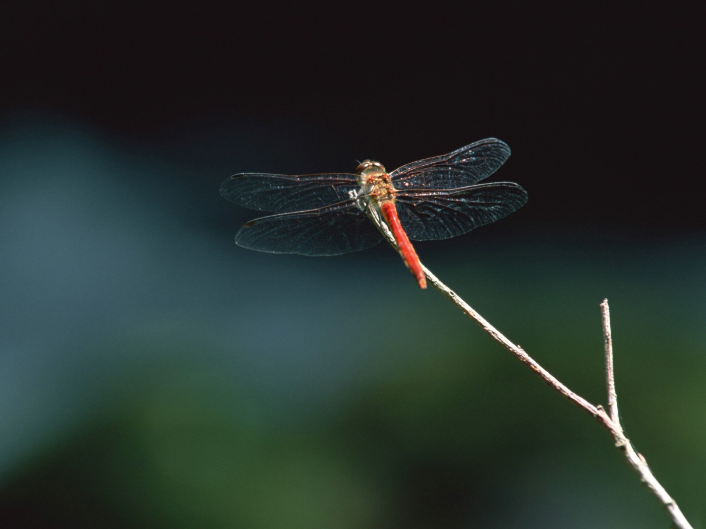 壁纸1400x1050昆虫剪影 蜻蜓 蜻蜓图片 蜻蜓壁纸 Desktop Wallpaper of dragonfly壁纸 昆虫剪影-蜻蜓壁纸 昆虫剪影-蜻蜓图片 昆虫剪影-蜻蜓素材 动物壁纸 动物图库 动物图片素材桌面壁纸