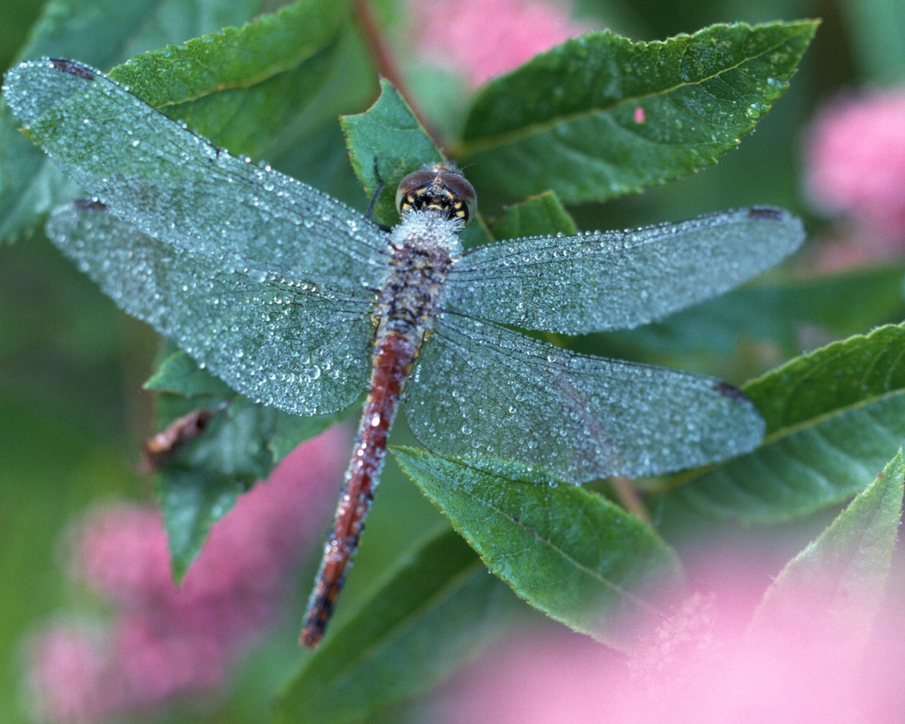 壁纸1280x1024昆虫剪影 蜻蜓 蜻蜓图片 蜻蜓壁纸 Desktop Wallpaper of dragonfly壁纸 昆虫剪影-蜻蜓壁纸 昆虫剪影-蜻蜓图片 昆虫剪影-蜻蜓素材 动物壁纸 动物图库 动物图片素材桌面壁纸