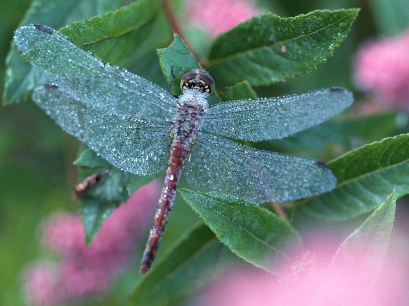 壁纸1400x1050昆虫剪影 蜻蜓 蜻蜓图片 蜻蜓壁纸 Desktop Wallpaper of dragonfly壁纸 昆虫剪影-蜻蜓壁纸 昆虫剪影-蜻蜓图片 昆虫剪影-蜻蜓素材 动物壁纸 动物图库 动物图片素材桌面壁纸