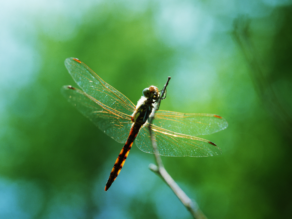 壁纸1024x768昆虫剪影 蜻蜓 蜻蜓图片 蜻蜓壁纸 Desktop Wallpaper of dragonfly壁纸 昆虫剪影-蜻蜓壁纸 昆虫剪影-蜻蜓图片 昆虫剪影-蜻蜓素材 动物壁纸 动物图库 动物图片素材桌面壁纸