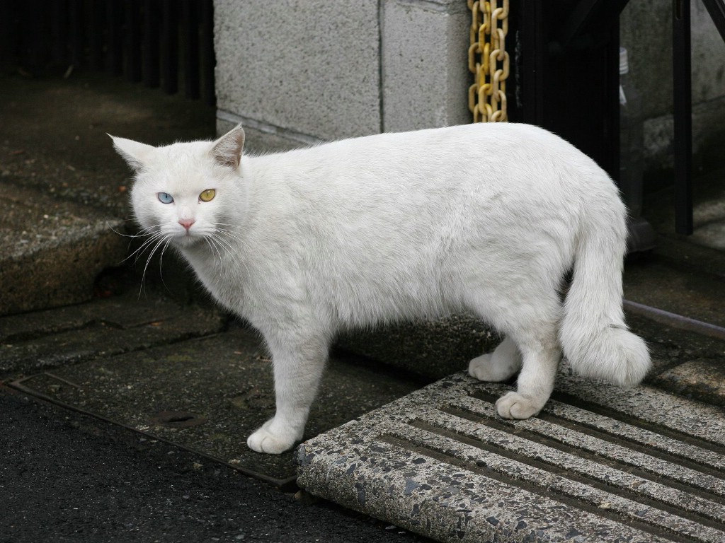 壁纸1024x768流浪猫的街角 一 街头流浪猫图片Homeless Cat Photography壁纸 流浪猫的街角(一)homeless Cat Wallpapers壁纸 流浪猫的街角(一)homeless Cat Wallpapers图片 流浪猫的街角(一)homeless Cat Wallpapers素材 动物壁纸 动物图库 动物图片素材桌面壁纸