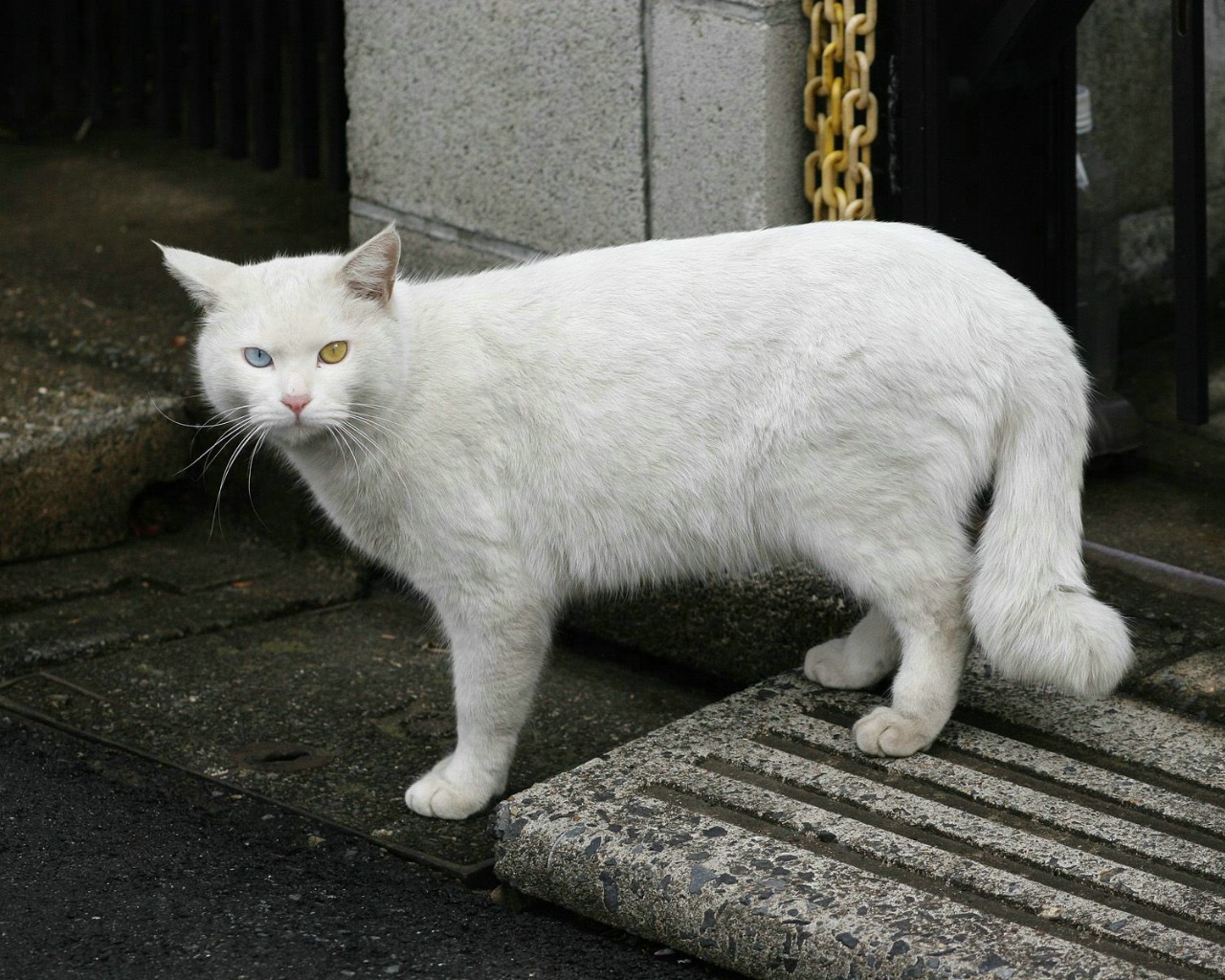 壁纸1280x1024流浪猫的街角 一 街头流浪猫图片Homeless Cat Photography壁纸 流浪猫的街角(一)homeless Cat Wallpapers壁纸 流浪猫的街角(一)homeless Cat Wallpapers图片 流浪猫的街角(一)homeless Cat Wallpapers素材 动物壁纸 动物图库 动物图片素材桌面壁纸