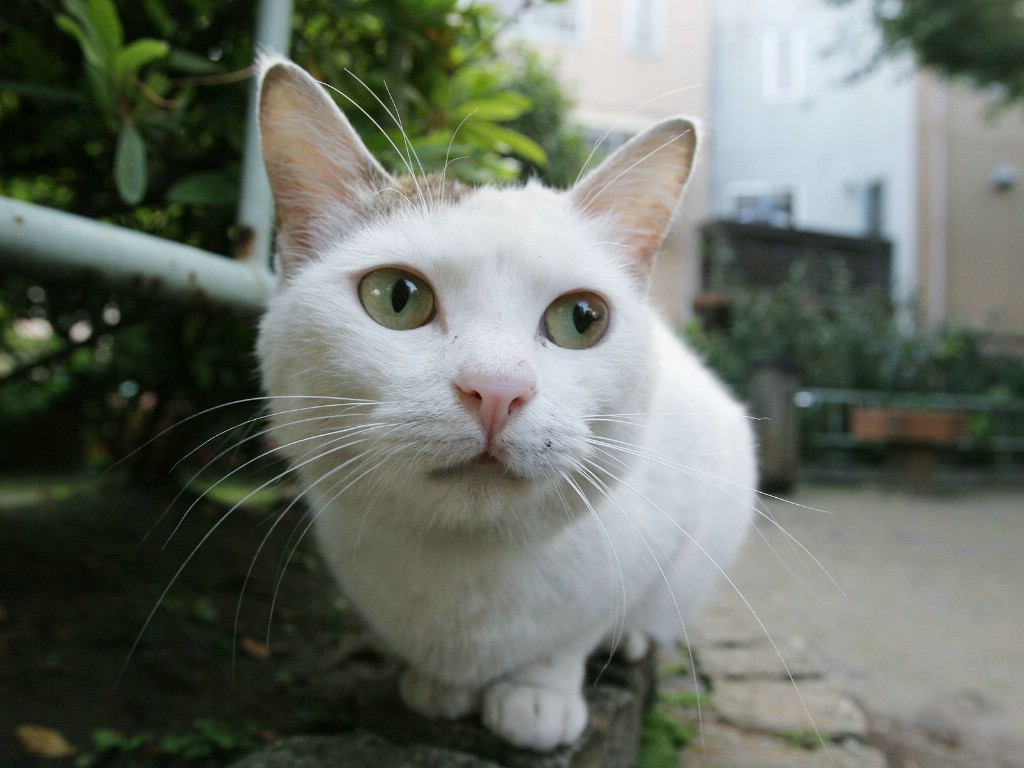 壁纸1024x768流浪猫的街角 一 街头流浪猫图片Homeless Cat Photography壁纸 流浪猫的街角(一)homeless Cat Wallpapers壁纸 流浪猫的街角(一)homeless Cat Wallpapers图片 流浪猫的街角(一)homeless Cat Wallpapers素材 动物壁纸 动物图库 动物图片素材桌面壁纸