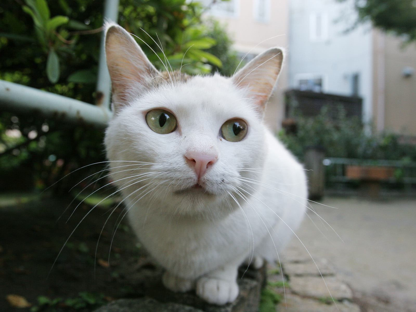 壁纸1600x1200流浪猫的街角 一 街头流浪猫图片Homeless Cat Photography壁纸 流浪猫的街角(一)homeless Cat Wallpapers壁纸 流浪猫的街角(一)homeless Cat Wallpapers图片 流浪猫的街角(一)homeless Cat Wallpapers素材 动物壁纸 动物图库 动物图片素材桌面壁纸