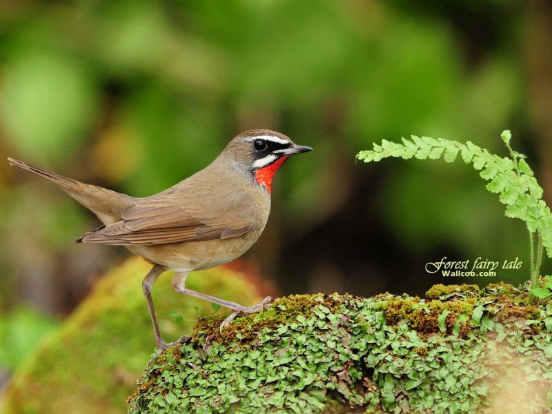 壁纸800x600 树林小鸟 红喉野鸲 Siberian Rubythroat 图片壁纸壁纸 绿林仙子-春天可爱小鸟壁纸(第二辑)壁纸 绿林仙子-春天可爱小鸟壁纸(第二辑)图片 绿林仙子-春天可爱小鸟壁纸(第二辑)素材 动物壁纸 动物图库 动物图片素材桌面壁纸