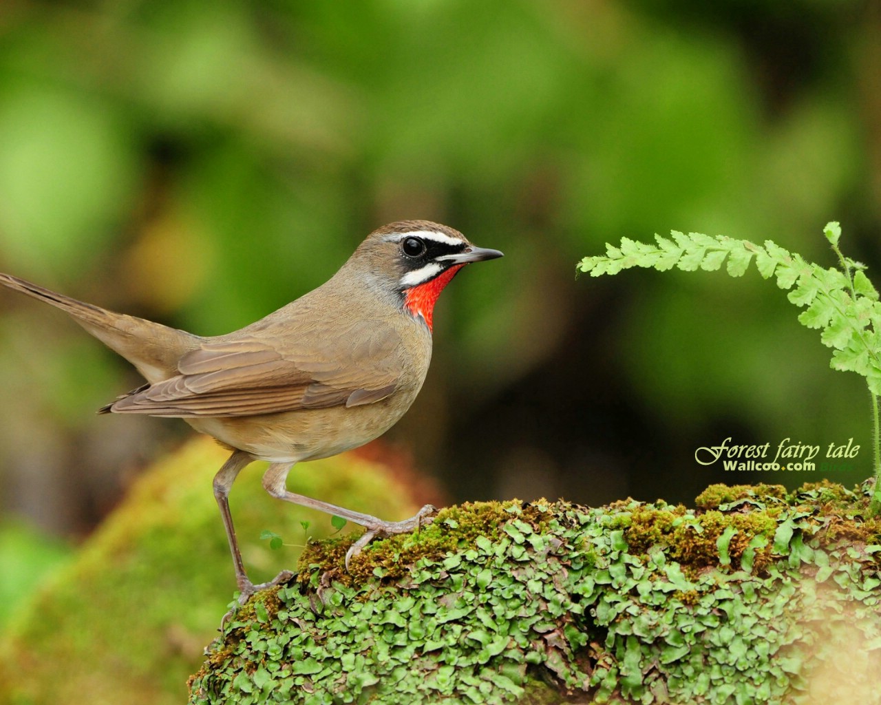 壁纸1280x1024 树林小鸟 红喉野鸲 Siberian Rubythroat 图片壁纸壁纸 绿林仙子-春天可爱小鸟壁纸(第二辑)壁纸 绿林仙子-春天可爱小鸟壁纸(第二辑)图片 绿林仙子-春天可爱小鸟壁纸(第二辑)素材 动物壁纸 动物图库 动物图片素材桌面壁纸