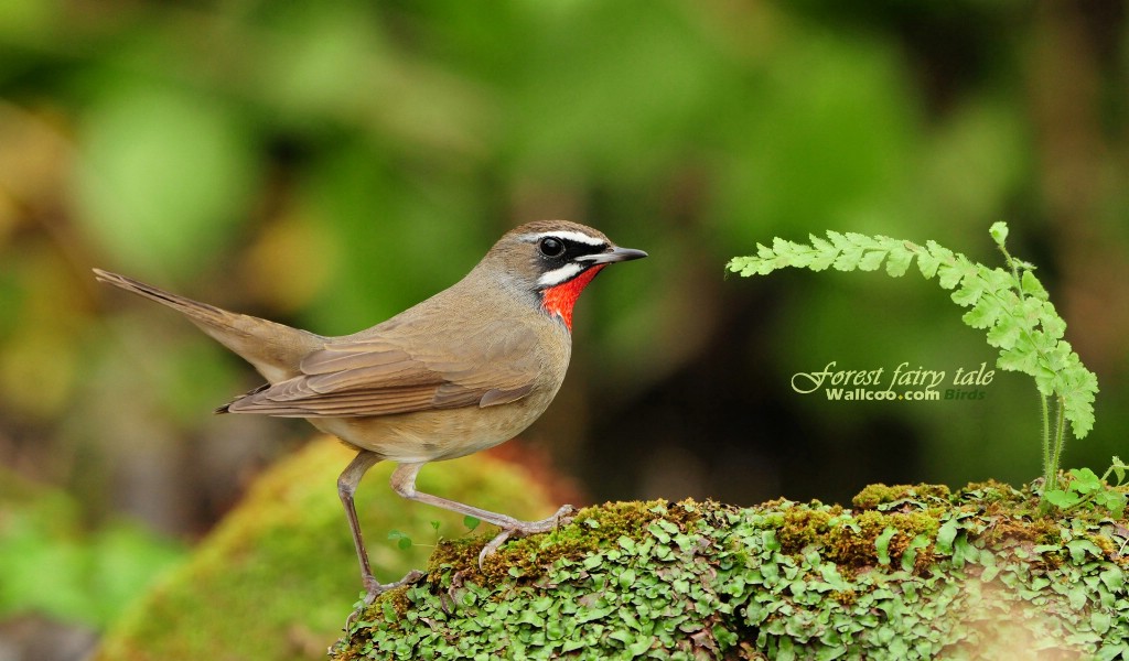 壁纸1024x600 树林小鸟 红喉野鸲 Siberian Rubythroat 图片壁纸壁纸 绿林仙子-春天可爱小鸟壁纸(第二辑)壁纸 绿林仙子-春天可爱小鸟壁纸(第二辑)图片 绿林仙子-春天可爱小鸟壁纸(第二辑)素材 动物壁纸 动物图库 动物图片素材桌面壁纸