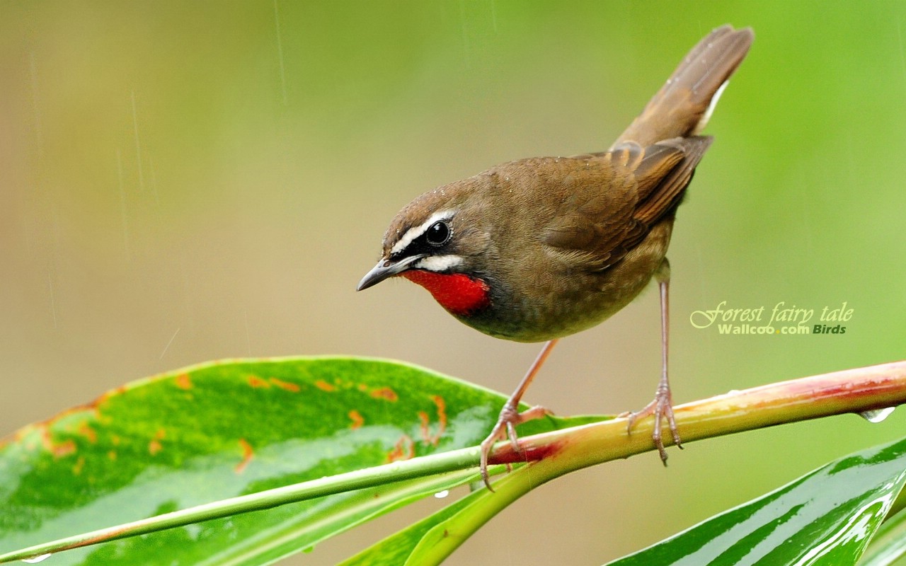 壁纸1280x800 树林小鸟 红喉野鸲 Siberian Rubythroat 图片壁纸壁纸 绿林仙子-春天可爱小鸟壁纸(第二辑)壁纸 绿林仙子-春天可爱小鸟壁纸(第二辑)图片 绿林仙子-春天可爱小鸟壁纸(第二辑)素材 动物壁纸 动物图库 动物图片素材桌面壁纸