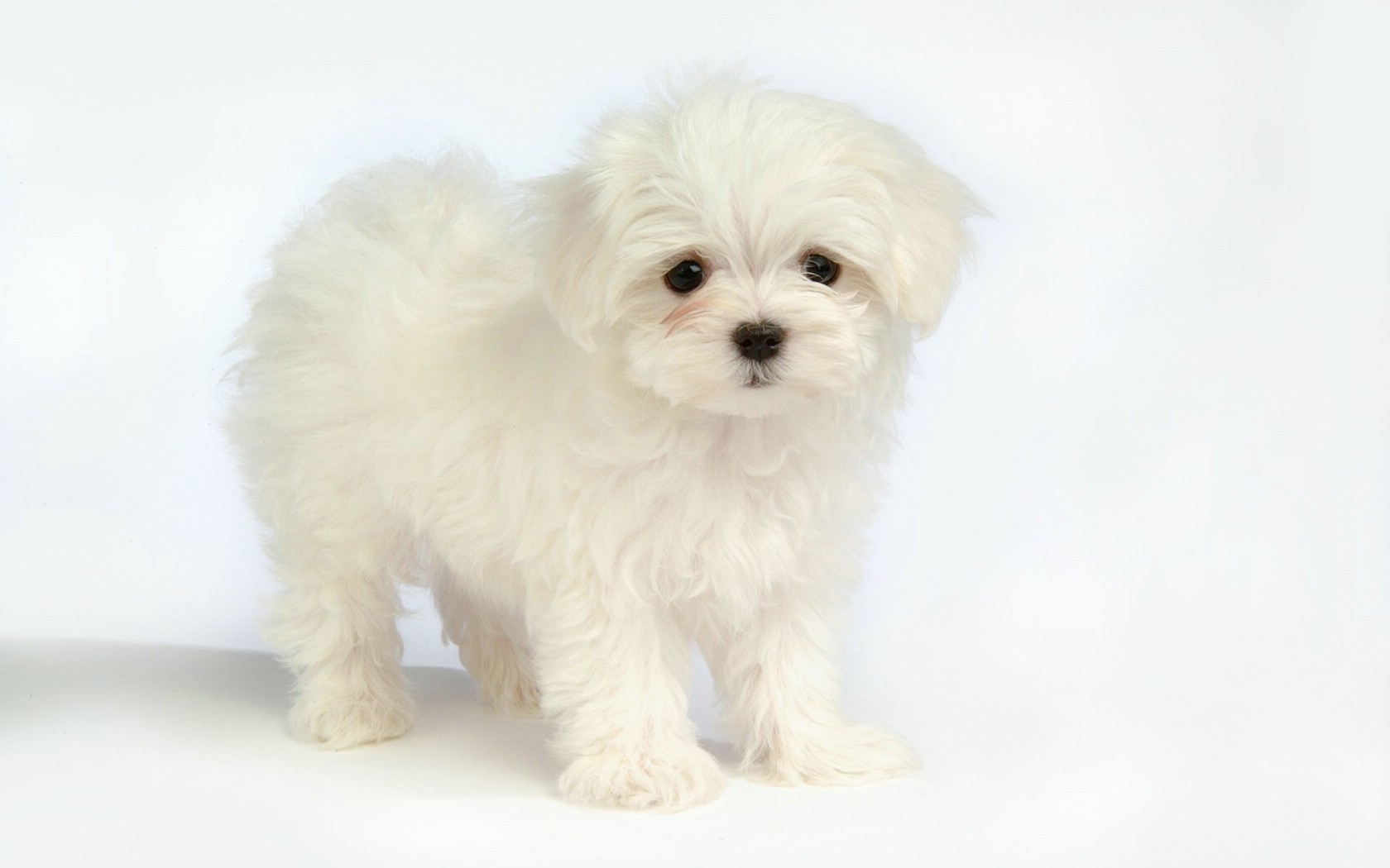 壁纸1680x1050 Lovely Little White Fluffy Puppy 1920 1200壁纸 毛茸茸小狗狗写真壁纸壁纸 毛茸茸小狗狗写真壁纸图片 毛茸茸小狗狗写真壁纸素材 动物壁纸 动物图库 动物图片素材桌面壁纸