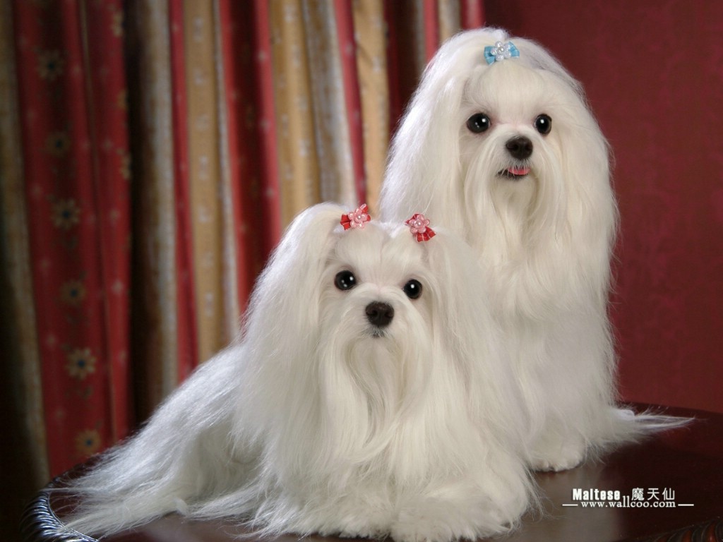 壁纸1024×768世界名犬 魔天仙 马尔济斯犬 Maltese 世界名犬魔天仙图片 White Maltese dog Desktop壁纸 ...