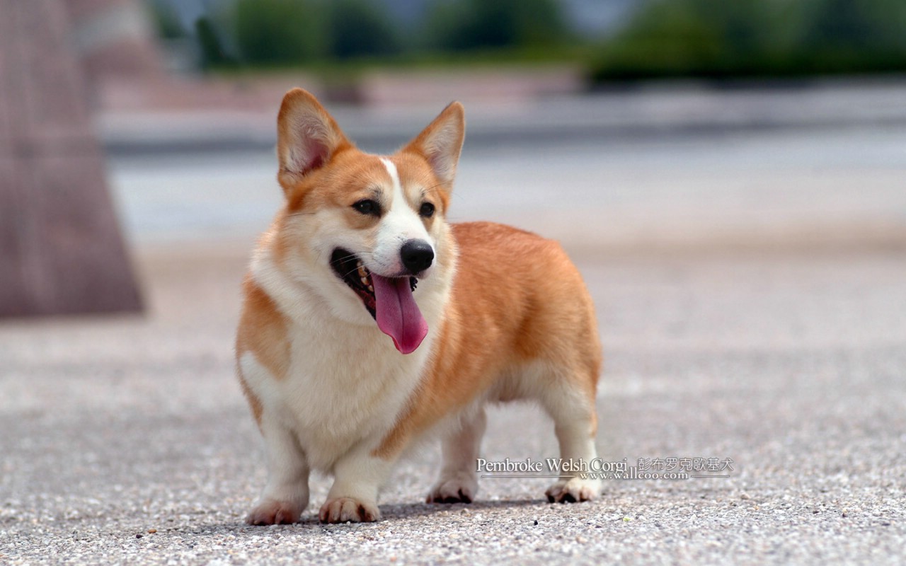 壁纸1280x800明星短腿狗壁纸 彭布罗克威尔士柯基犬 Welsh Corgi Pembroke 宠物狗 威尔士柯基犬图片 Pet dog Pembroke Welsh Corgi壁纸 彭布罗克威尔士柯基犬壁纸 Welsh Corgi壁纸 彭布罗克威尔士柯基犬壁纸 Welsh Corgi图片 彭布罗克威尔士柯基犬壁纸 Welsh Corgi素材 动物壁纸 动物图库 动物图片素材桌面壁纸