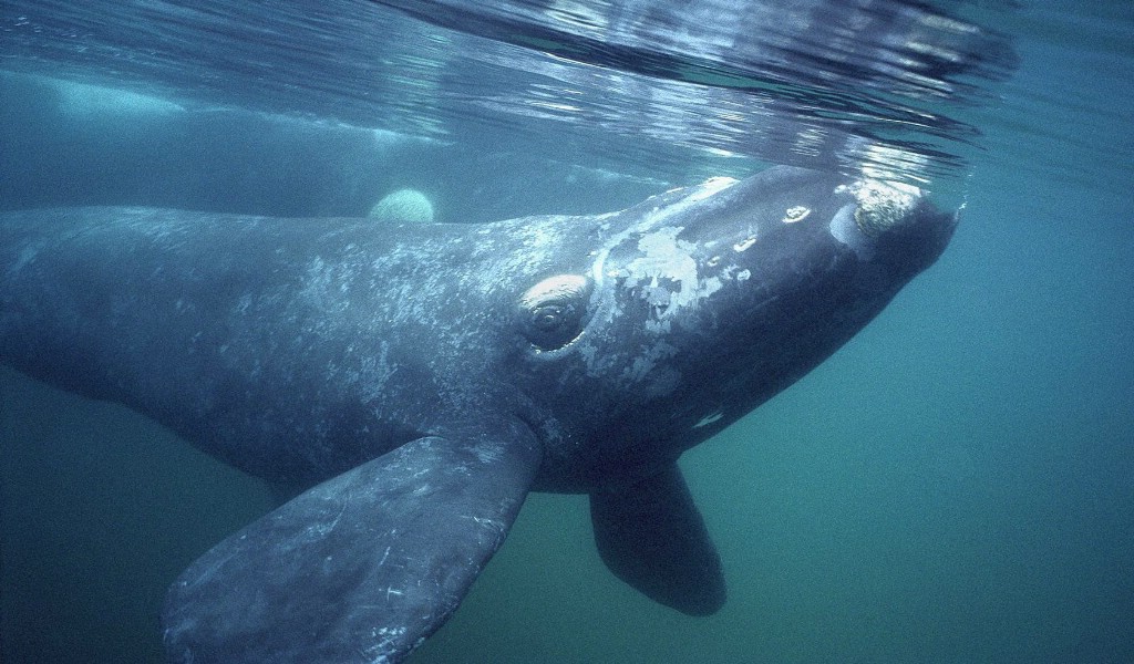 壁纸1024x600大尺寸世界各地动物壁纸精选 第三辑 Southern Right Whale Gulfo Nuevo Peninsula Valdes Argentina 阿根廷 南露脊鲸图片壁纸壁纸 世界各地动物壁纸 第三辑壁纸 世界各地动物壁纸 第三辑图片 世界各地动物壁纸 第三辑素材 动物壁纸 动物图库 动物图片素材桌面壁纸