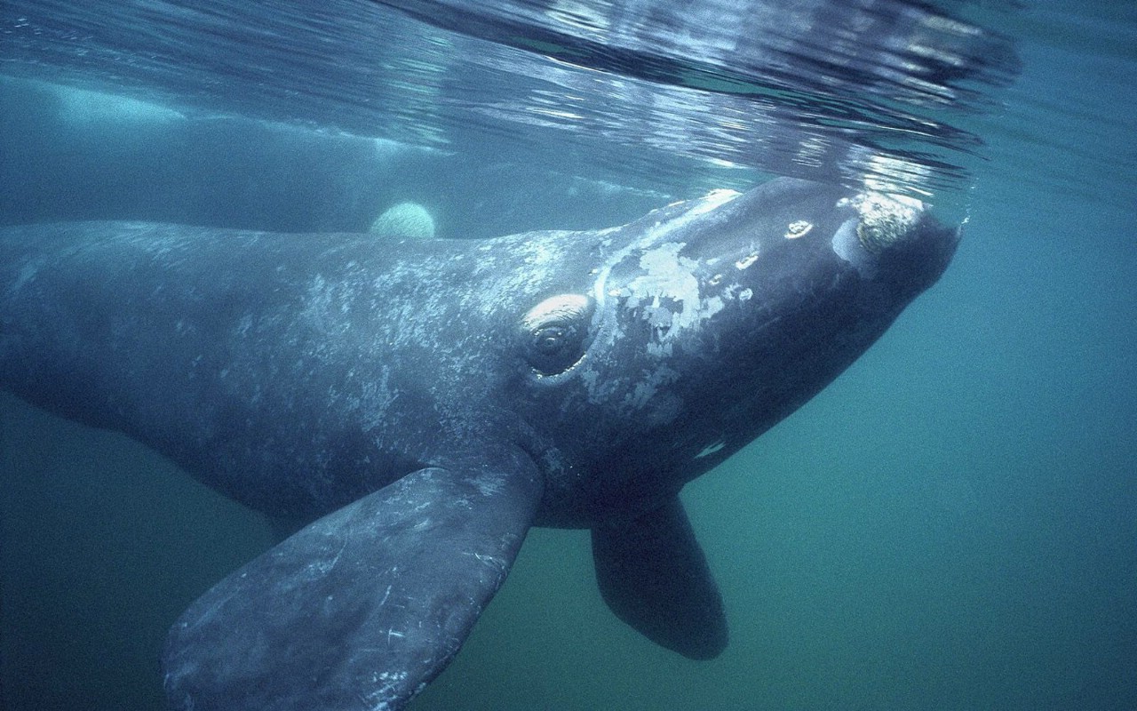 壁纸1280x800大尺寸世界各地动物壁纸精选 第三辑 Southern Right Whale Gulfo Nuevo Peninsula Valdes Argentina 阿根廷 南露脊鲸图片壁纸壁纸 世界各地动物壁纸 第三辑壁纸 世界各地动物壁纸 第三辑图片 世界各地动物壁纸 第三辑素材 动物壁纸 动物图库 动物图片素材桌面壁纸