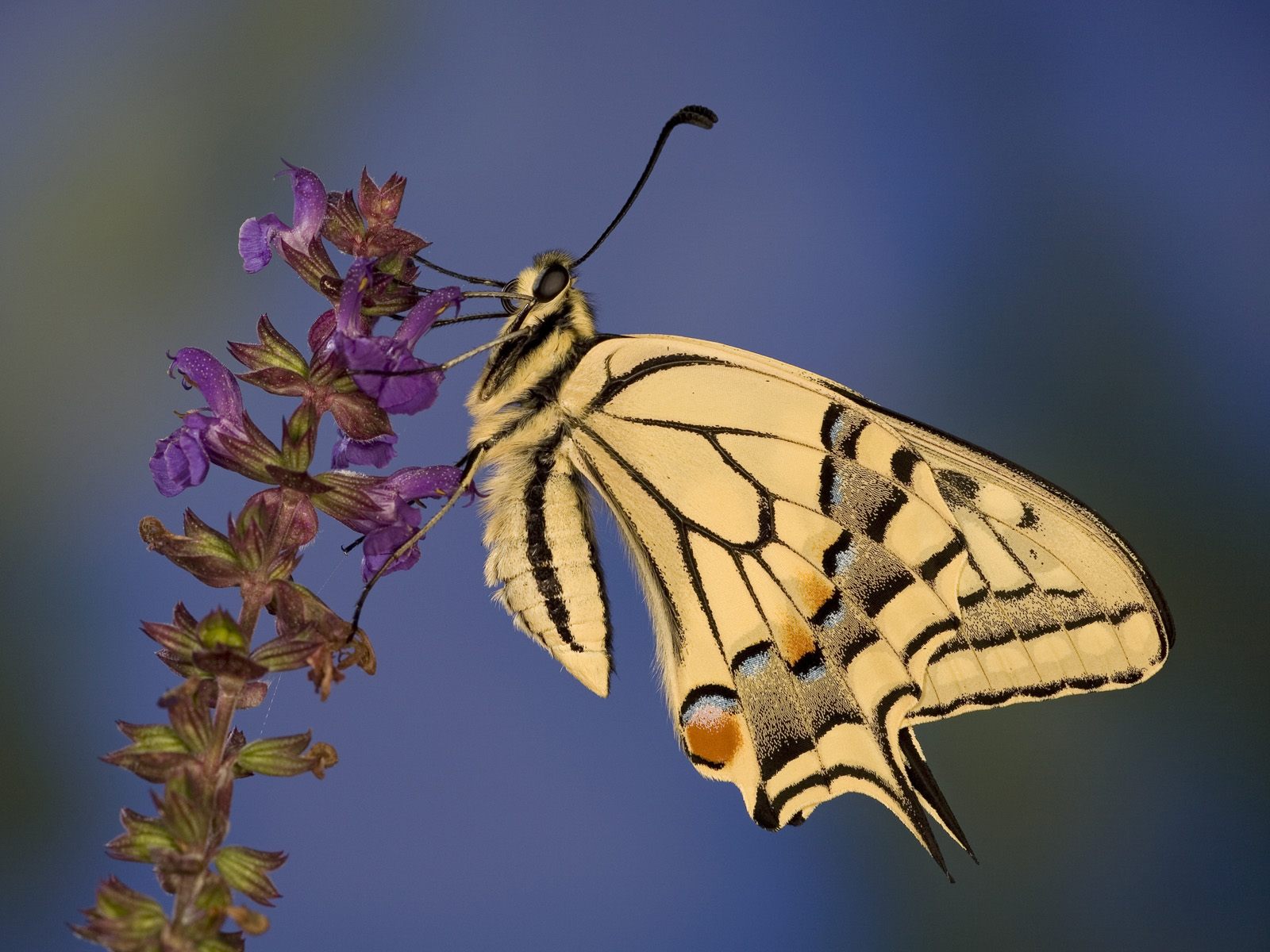 壁纸1600x1200大尺寸世界各地动物壁纸精选 第三辑 Swallowtail Butterfly 燕尾蝶图片壁纸壁纸 世界各地动物壁纸 第三辑壁纸 世界各地动物壁纸 第三辑图片 世界各地动物壁纸 第三辑素材 动物壁纸 动物图库 动物图片素材桌面壁纸