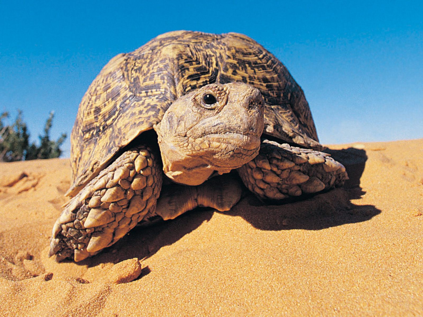 壁纸1600x1200大尺寸世界各地动物壁纸精选 第三辑 Leopard Tortoise Kalahari Desert 喀拉哈里沙漠 豹纹陆龟图片壁纸壁纸 世界各地动物壁纸 第三辑壁纸 世界各地动物壁纸 第三辑图片 世界各地动物壁纸 第三辑素材 动物壁纸 动物图库 动物图片素材桌面壁纸