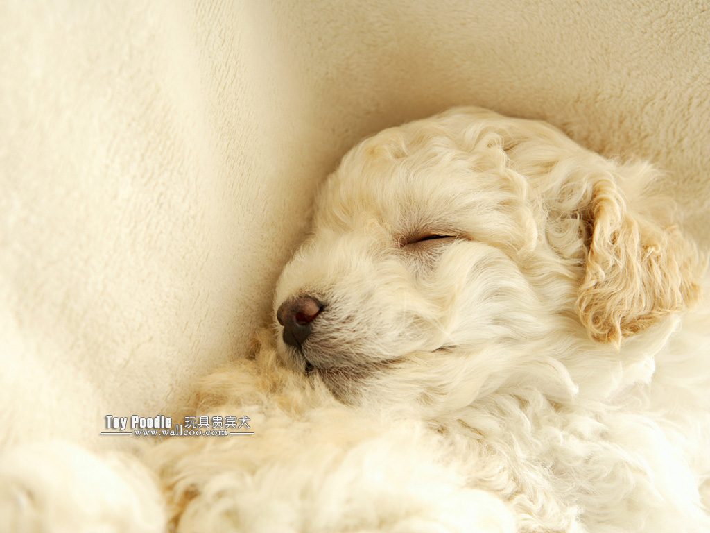 壁纸1024x768宠物狗狗图鉴 玩具贵宾犬 Toy Poodle 宠物玩具贵宾狗图片 Toy Poodle Pet Dog Desktop壁纸 玩具贵宾犬壁纸 Toy Poodle壁纸 玩具贵宾犬壁纸 Toy Poodle图片 玩具贵宾犬壁纸 Toy Poodle素材 动物壁纸 动物图库 动物图片素材桌面壁纸