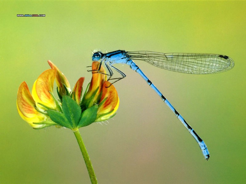 壁纸800x600Webshot 昆虫壁纸系列 一 Webshot 昆虫壁纸 Insects Photography Desktop壁纸 Webshots 昆虫壁纸壁纸 Webshots 昆虫壁纸图片 Webshots 昆虫壁纸素材 动物壁纸 动物图库 动物图片素材桌面壁纸