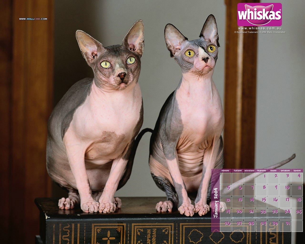 壁纸1280x1024伟嘉猫粮 猫咪壁纸 伟嘉猫粮猫咪壁纸 whiskas Cat Food Desktop壁纸 伟嘉猫粮-小猫壁纸壁纸 伟嘉猫粮-小猫壁纸图片 伟嘉猫粮-小猫壁纸素材 动物壁纸 动物图库 动物图片素材桌面壁纸