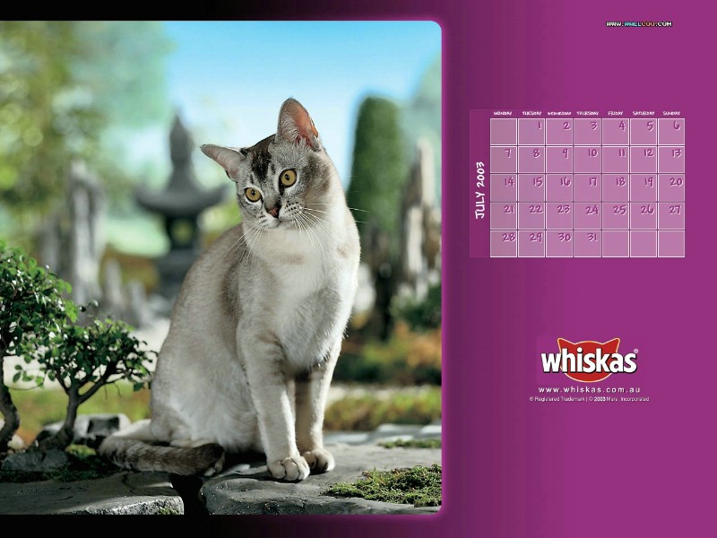 壁纸800x600伟嘉猫粮 猫咪壁纸 伟嘉猫粮猫咪壁纸 whiskas Cat Food Desktop壁纸 伟嘉猫粮-小猫壁纸壁纸 伟嘉猫粮-小猫壁纸图片 伟嘉猫粮-小猫壁纸素材 动物壁纸 动物图库 动物图片素材桌面壁纸