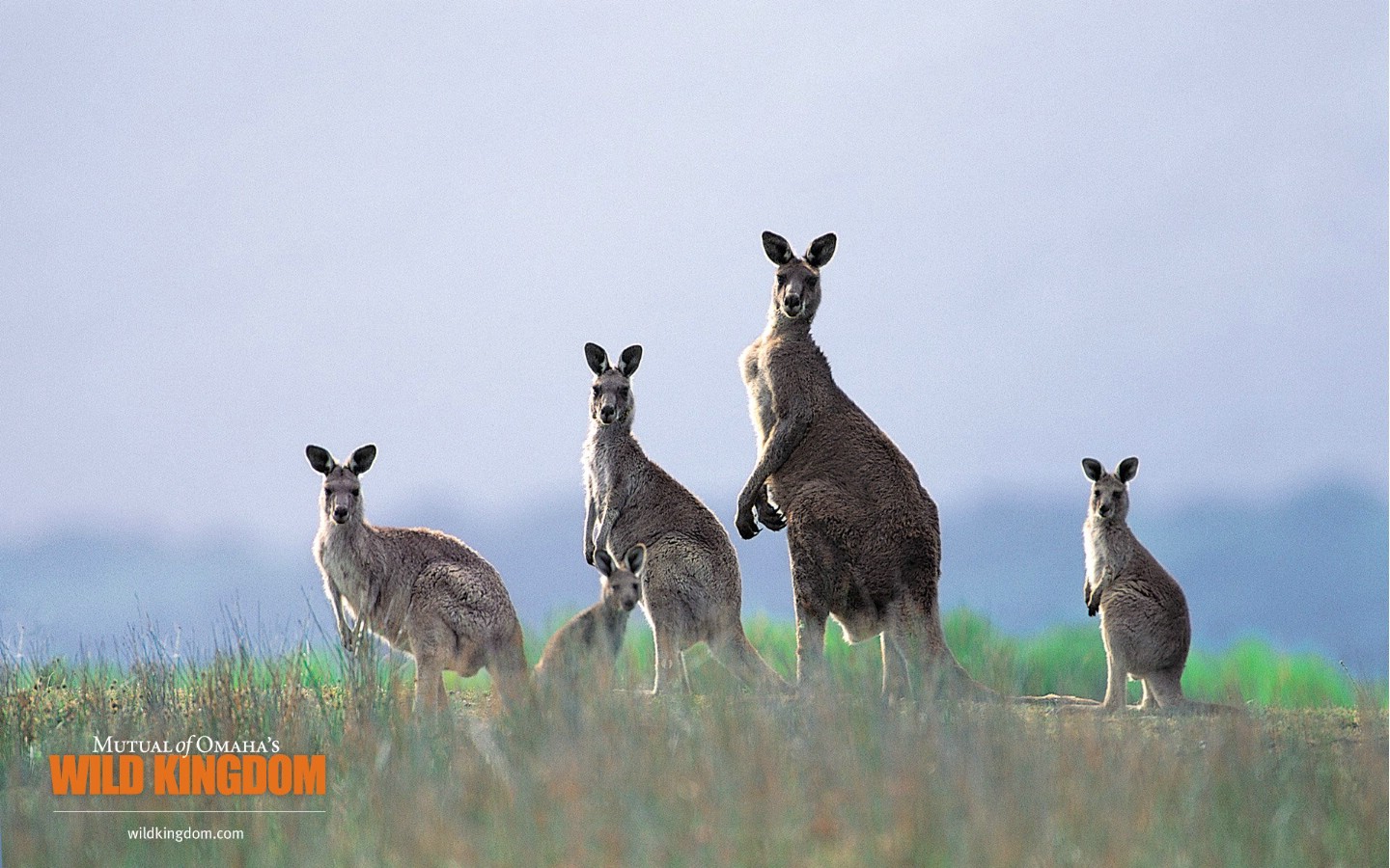 壁纸1440x900 kangaroos 袋鼠桌面壁纸壁纸 Wild Kingdom 野生动物王国高清壁纸壁纸 Wild Kingdom 野生动物王国高清壁纸图片 Wild Kingdom 野生动物王国高清壁纸素材 动物壁纸 动物图库 动物图片素材桌面壁纸