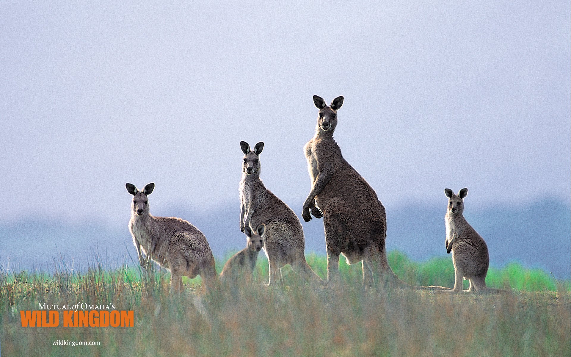 壁纸1920x1200 kangaroos 袋鼠桌面壁纸壁纸 Wild Kingdom 野生动物王国高清壁纸壁纸 Wild Kingdom 野生动物王国高清壁纸图片 Wild Kingdom 野生动物王国高清壁纸素材 动物壁纸 动物图库 动物图片素材桌面壁纸