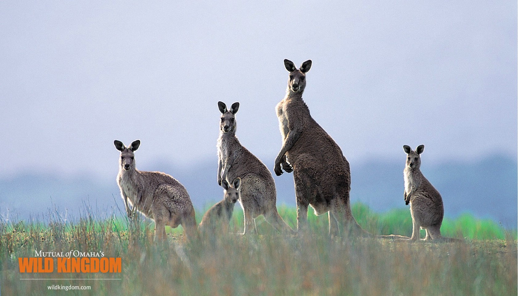 壁纸1680x960 kangaroos 袋鼠桌面壁纸壁纸 Wild Kingdom 野生动物王国高清壁纸壁纸 Wild Kingdom 野生动物王国高清壁纸图片 Wild Kingdom 野生动物王国高清壁纸素材 动物壁纸 动物图库 动物图片素材桌面壁纸