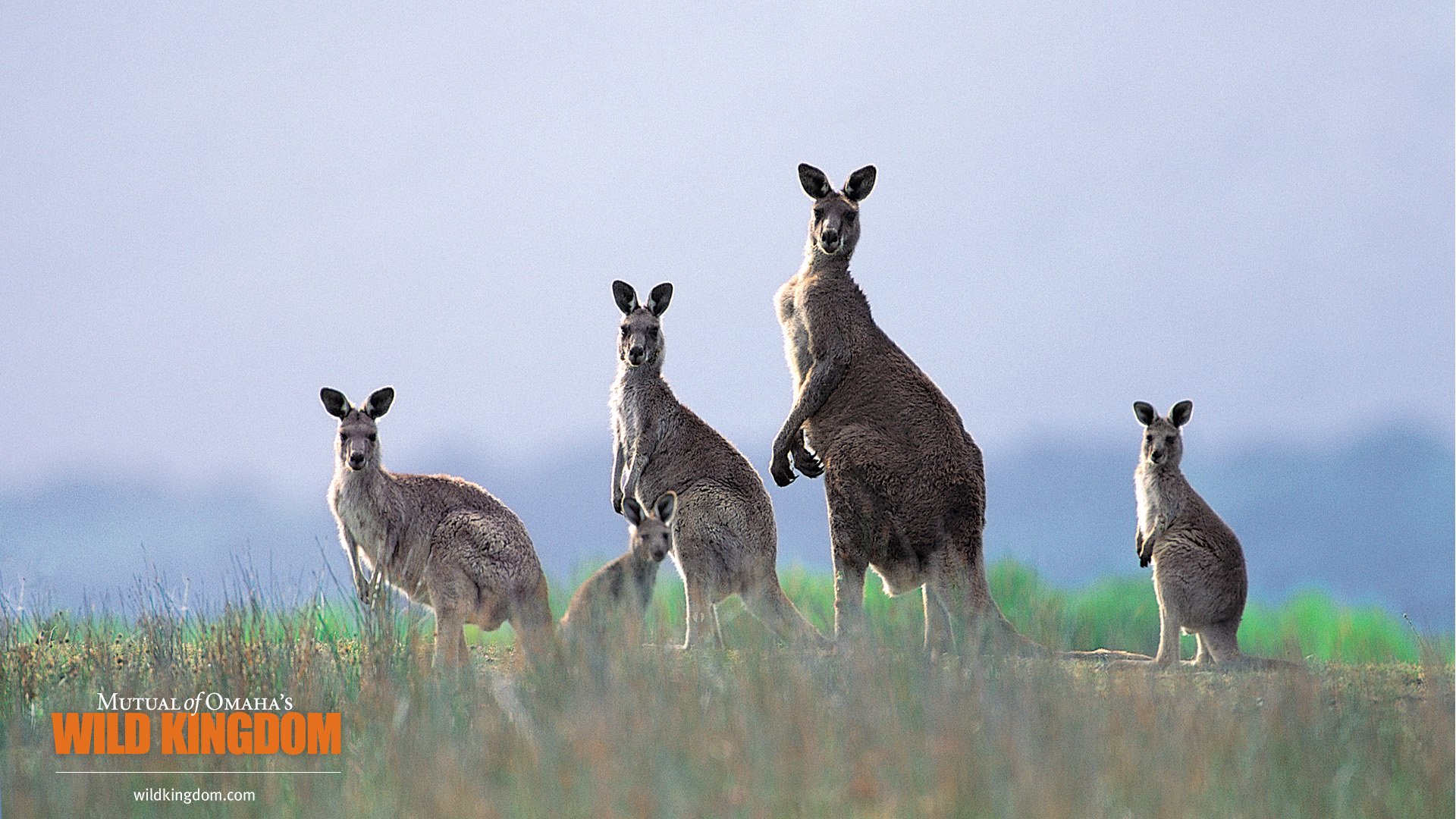 壁纸1920x1080 kangaroos 袋鼠桌面壁纸壁纸 Wild Kingdom 野生动物王国高清壁纸壁纸 Wild Kingdom 野生动物王国高清壁纸图片 Wild Kingdom 野生动物王国高清壁纸素材 动物壁纸 动物图库 动物图片素材桌面壁纸