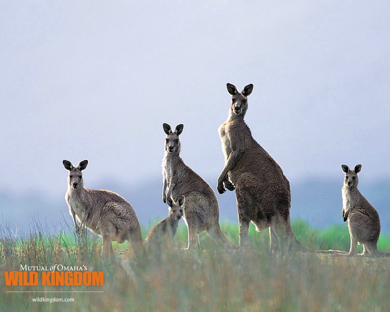 壁纸1280x1024 kangaroos 袋鼠桌面壁纸壁纸 Wild Kingdom 野生动物王国高清壁纸壁纸 Wild Kingdom 野生动物王国高清壁纸图片 Wild Kingdom 野生动物王国高清壁纸素材 动物壁纸 动物图库 动物图片素材桌面壁纸