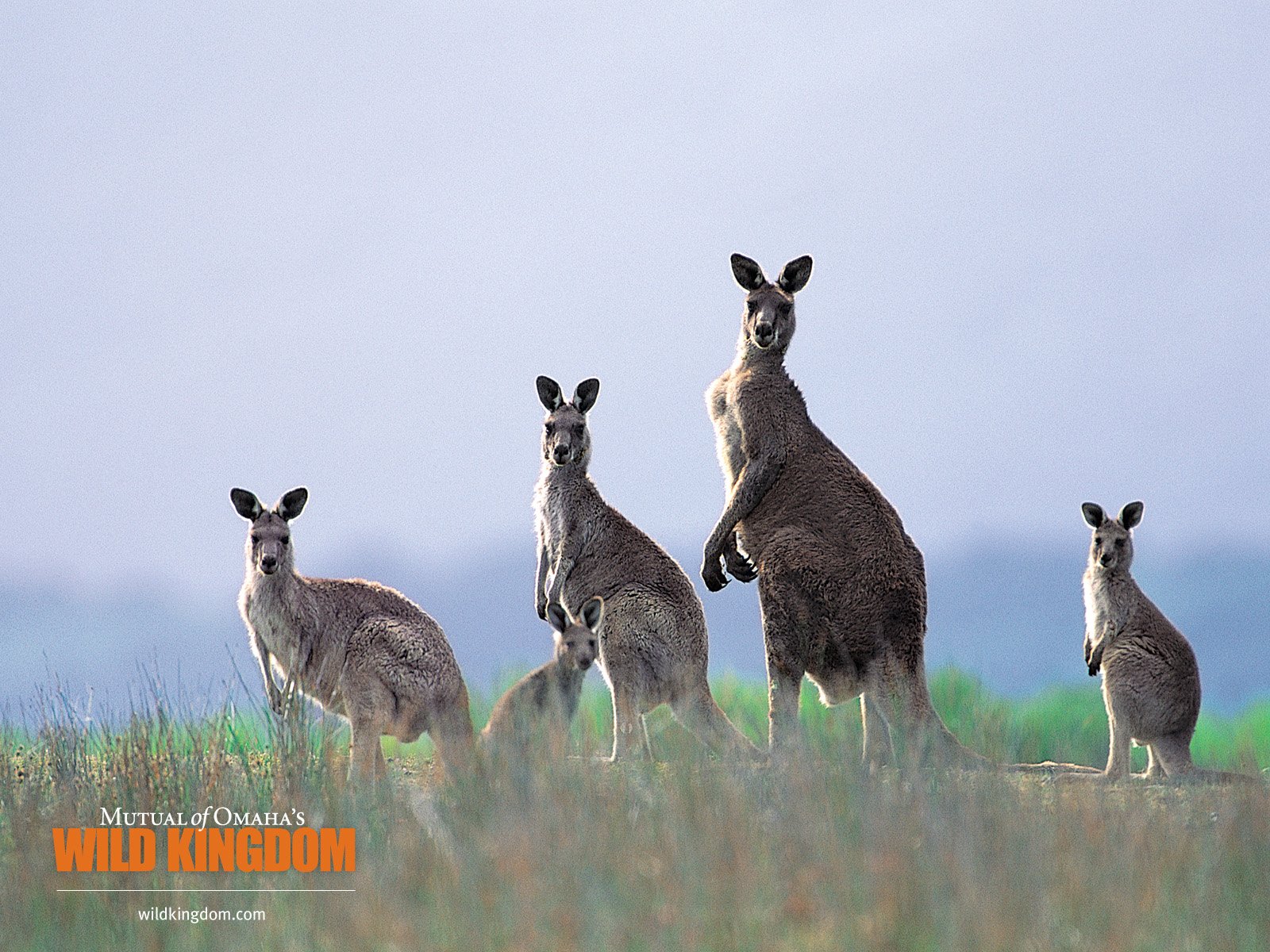 壁纸1600x1200 kangaroos 袋鼠桌面壁纸壁纸 Wild Kingdom 野生动物王国高清壁纸壁纸 Wild Kingdom 野生动物王国高清壁纸图片 Wild Kingdom 野生动物王国高清壁纸素材 动物壁纸 动物图库 动物图片素材桌面壁纸