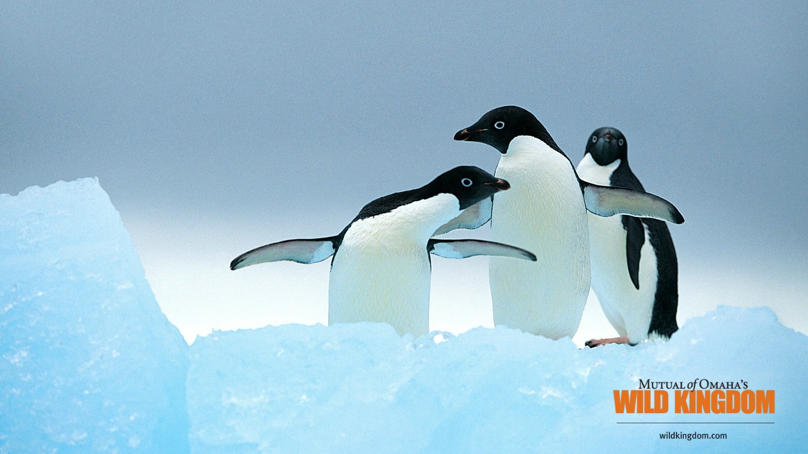 壁纸1600x900 penguins 企鹅桌面壁纸壁纸,Wild Kingdom 野生动物王国高清壁纸壁纸图片-动物壁纸-动物图片素材-桌面壁纸